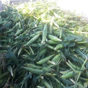 Meet your Posher, Jose